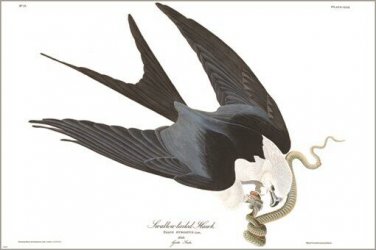 Swallow tailed hawk by John James Audubon Vintage Illustration Art Poster 20x30