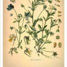 Wild Pansy Vintage Botanical Floral Illustration Art Poster 20x30