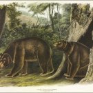 Cinnamon Bear by John James Audubon Vintage Illustration Art Poster 20x30