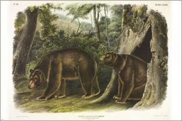 Cinnamon Bear by John James Audubon Vintage Illustration Art Poster 20x30