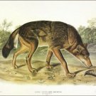 Red Texan Wolf by John James Audubon Vintage Illustration Art Poster 20x30