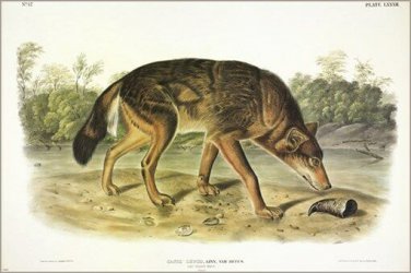 Red Texan Wolf by John James Audubon Vintage Illustration Art Poster 20x30
