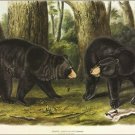 American Black Bear by John James Audubon Vintage Illustration Art Poster 20x30