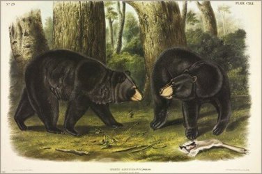 American Black Bear by John James Audubon Vintage Illustration Art Poster 20x30