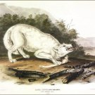 White American Wolf by John James Audubon Vintage Illustration Art Poster 20x30