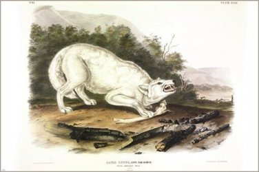 White American Wolf by John James Audubon Vintage Illustration Art Poster 20x30