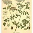 Hemlock Vintage Botanical Floral Illustration Art Poster 20x30