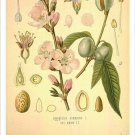 Sweet Almond Vintage Botanical Floral Illustration Art Poster 20x30