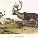 Caribou or American Reindeer by John James Audubon Vintage Illustration Art Post