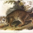 Common American Wild Cat by John James Audubon Vintage Illustration Art Poster 2