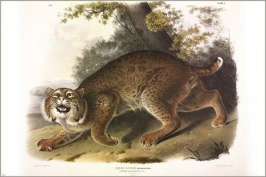 Common American Wild Cat by John James Audubon Vintage Illustration Art Poster 2