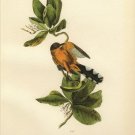 birds of the FLORIDA KEYS fine art AUDUBON POSTER rare hot new 20x30 GEM