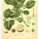 Strychnine Vintage Botanical Floral Illustration Art Poster 20x30