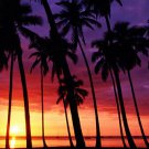 SPECTACULAR SUNSET poster VIOLET-AMBER SKY palm trees sailboat horizon 20x30