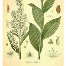 Hellebore Vintage Botanical Floral Illustration Art Poster 20x30