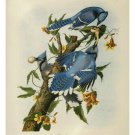 Vintage Blue Jay Birds Painting Poster 1859 VIBRANT COLOR Exceptional Gem