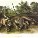 Cougar (female, and young) by John James Audubon Vintage Illustration Art Poster