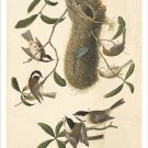 AUDUBON chestnut-backed chickadee RARE BIRD POSTER w/nest COLLECTORS 20x30 AUDUBON chestnut-backed chickadee RARE BIRD POSTER w/nest COLLECTORS 20x30