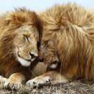 LIONS TOUCHING FACES poster AMAZING close-up pic BUSHY MANES big paws 20x30- YY1