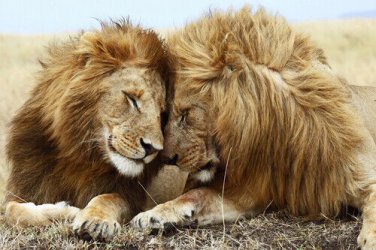 LIONS TOUCHING FACES poster AMAZING close-up pic BUSHY MANES big paws 20x30- YY1