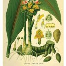 Ginger Vintage Botanical Floral Illustration Art Poster 20x30