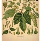 Common Hop Vintage Botanical Floral Illustration Art Poster 20x30