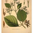 Quinine Vintage Botanical Floral Illustration Art Poster 20x30