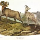 Rocky Mountain Sheep by John James Audubon Vintage Illustration Art Poster 20x30