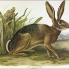 Gray Californian Hare by John James Audubon Vintage Illustration Art Poster 24x