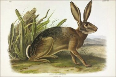 Gray Californian Hare by John James Audubon Vintage Illustration Art Poster 24x