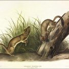 White Weasel, Stoat by John James Audubon Vintage Illustration Art Poster 20x30