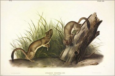 White Weasel, Stoat by John James Audubon Vintage Illustration Art Poster 20x30