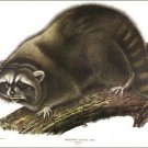 Raccoon by John James Audubon Vintage Illustration Art Poster 20x30