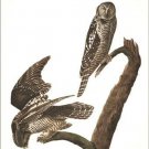 Hawk Owl by John James Audubon Vintage Illustration Art Poster 20x30