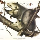 Virginian Opossum by John James Audubon Vintage Illustration Art Poster 20x30