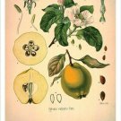 Quince Vintage Botanical Floral Illustration Art Poster 20x30