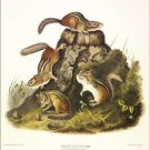 Chipping Squirrel, Hackee by John James Audubon Vintage Illustration Art Poster