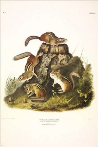 Chipping Squirrel, Hackee by John James Audubon Vintage Illustration Art Poster