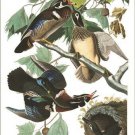 Wood Duck by John James Audubon Vintage Illustration Art Poster 20x30