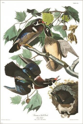 Wood Duck by John James Audubon Vintage Illustration Art Poster 20x30