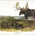 Moose Deer by John James Audubon Vintage Illustration Art Poster 20x30