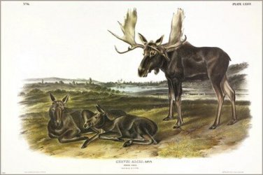 Moose Deer by John James Audubon Vintage Illustration Art Poster 20x30