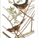 Towee Bunting by John James Audubon Vintage Illustration Art Poster 20x30 Towee Bunting by John James Audubon Vintage Illustration Art Poster 20x30