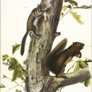 Fremont's Squirrel by John James Audubon Vintage Illustration Art Poster 20x30