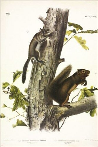 Fremont's Squirrel by John James Audubon Vintage Illustration Art Poster 20x30