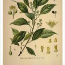Camphor Vintage Botanical Floral Illustration Art Poster 20x30