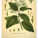 Cinnamon Vintage Botanical Floral Illustration Art Poster 20x30