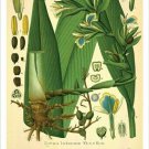 Cardamon Vintage Botanical Floral Illustration Art Poster 20x30