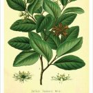 Soapbark Vintage Botanical Floral Illustration Art Poster 20x30
