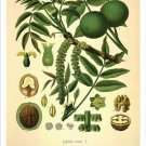 Walnut Vintage Botanical Floral Illustration Art Poster 20x30